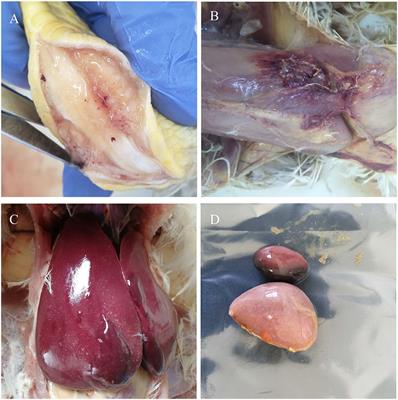 Isolation and Identification of Subgroup J Avian Leukosis Virus Inducing Multiple Systemic Tumors in Parental Meat-Type Chickens